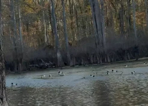 River Image